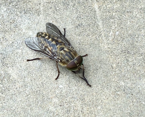 Mouche